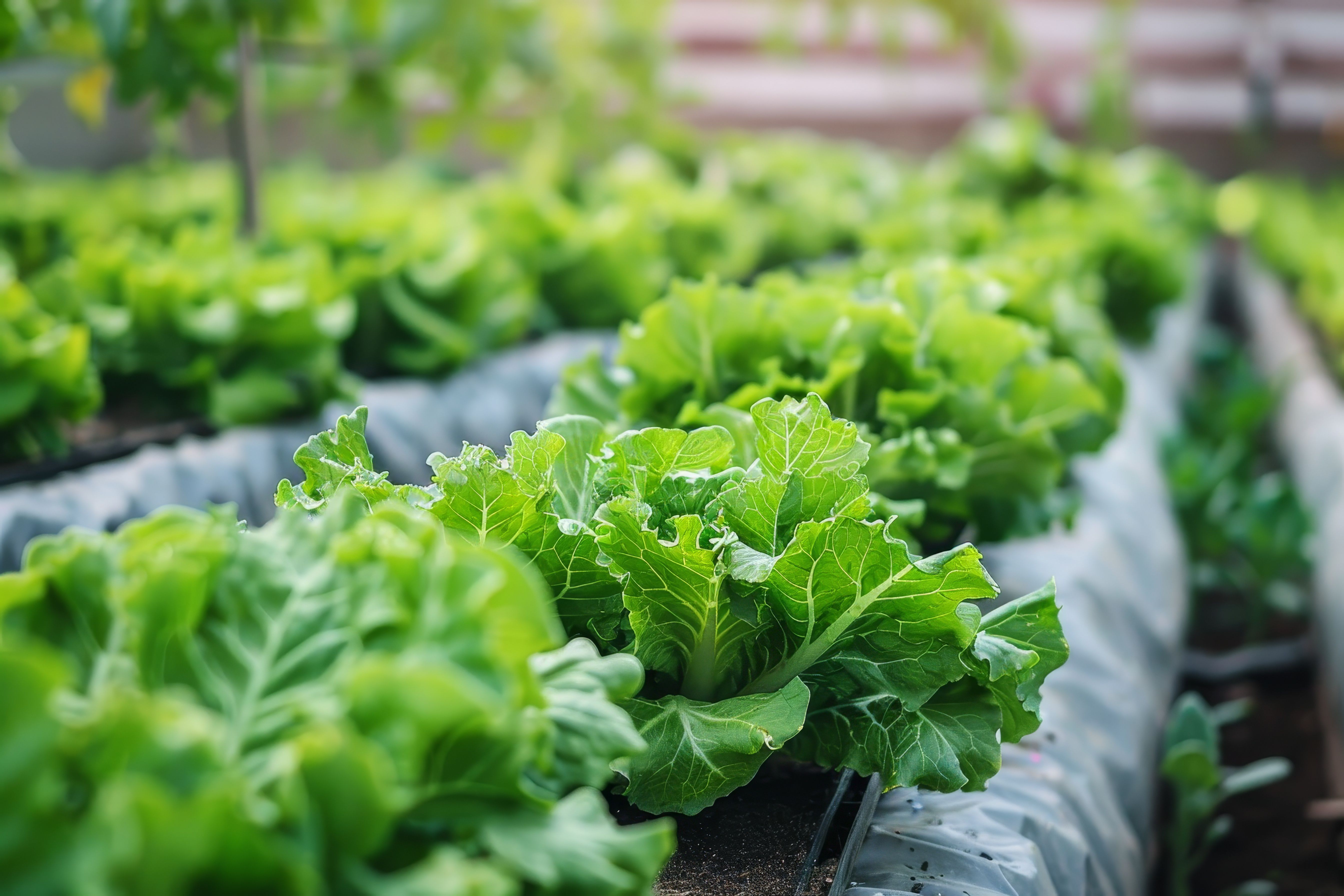 Odoo - Prueba 1 a tres columnas