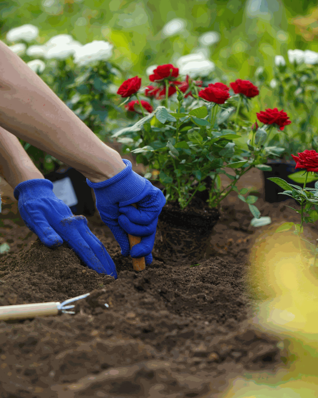 Odoo - Prueba 1 a tres columnas