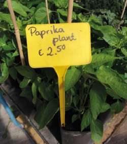 ETIQUETA PINCHO RECTANGULAR PLANA AMARILLA 15 CM.