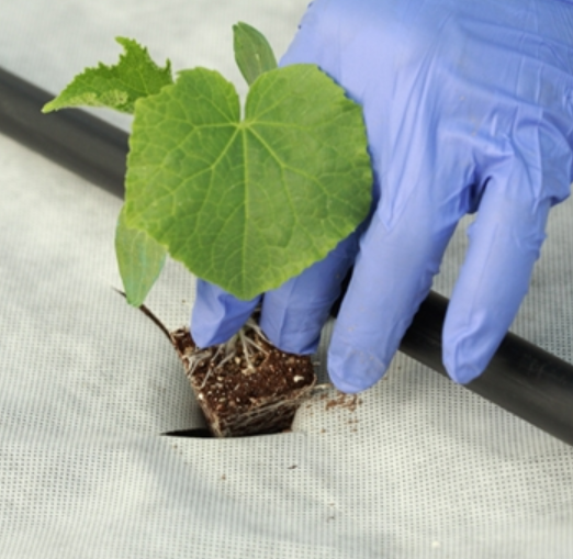 Malla Geotextil Punzonada Blanca 100% PP. - 150 gr | 200 m²