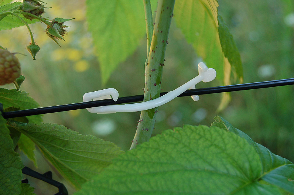 Clip para frutos REBSTAR Bio – blanco | Bolsa de 1.000 uds.