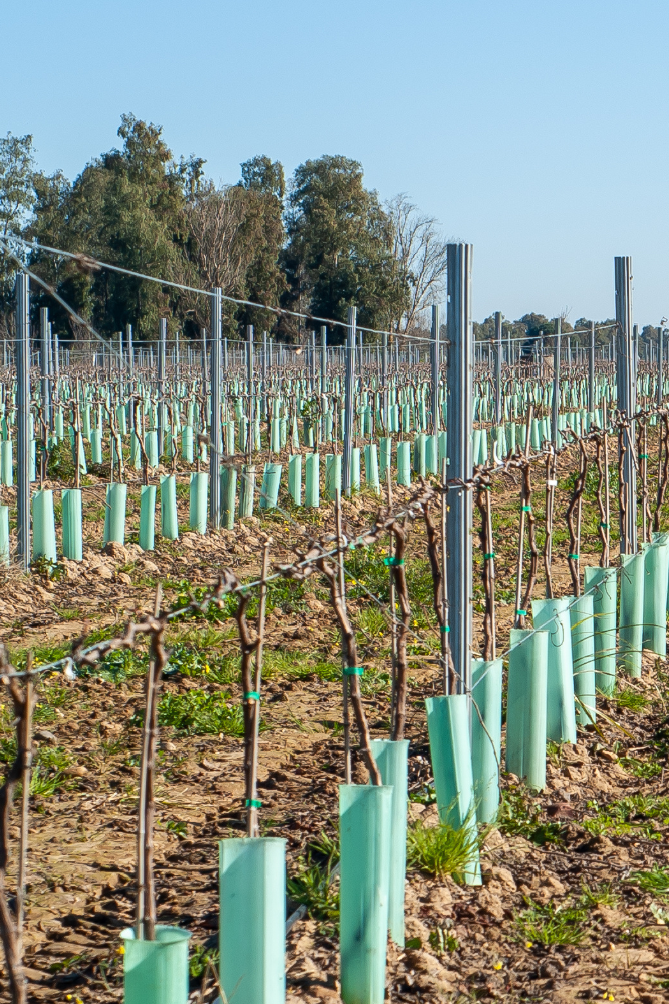 CINTA  SUPER MAX VERDE 0,20 MM. 10 ROLLOS