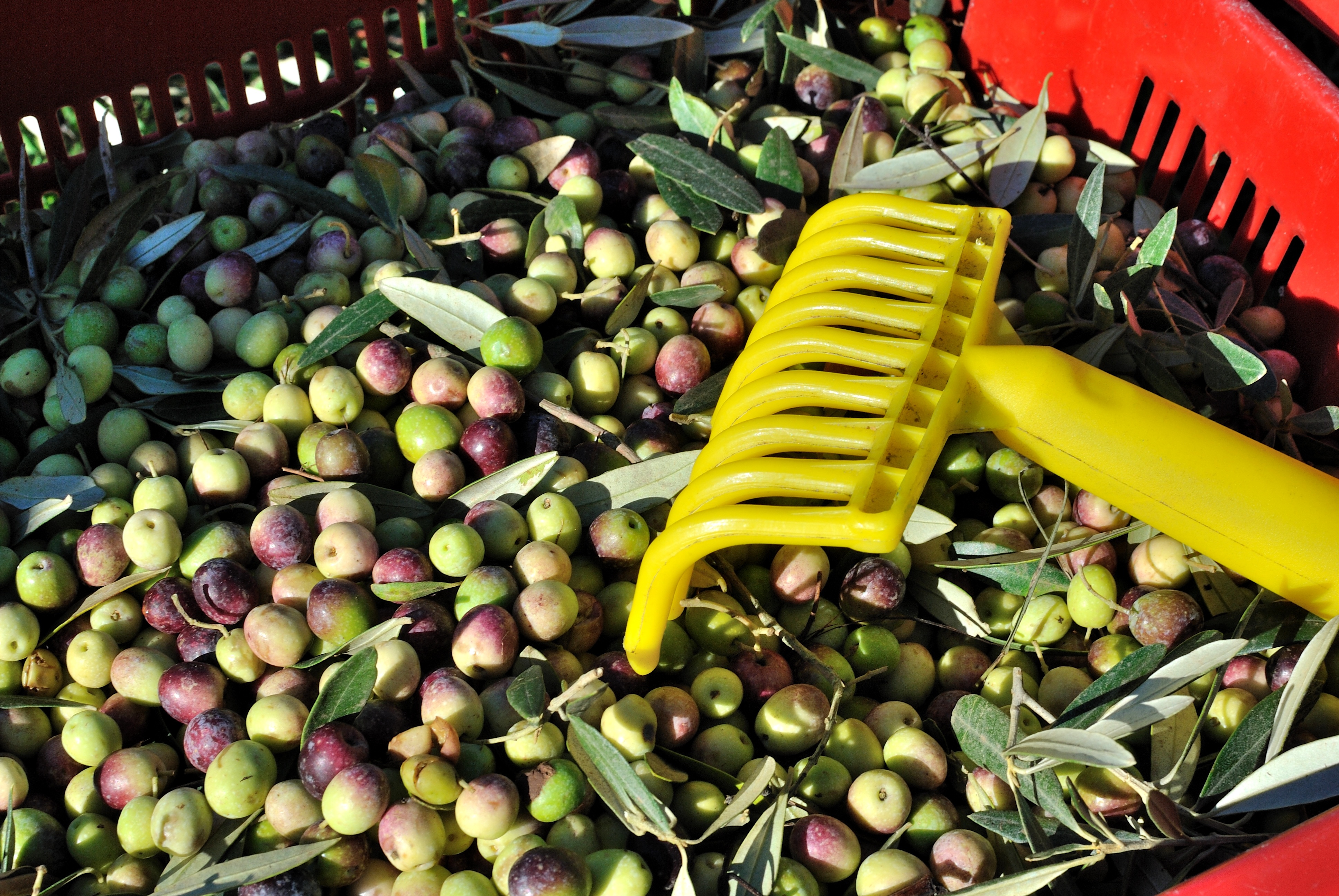 RASTRILLO RECOGE ACEITUNAS DE 14 CM
