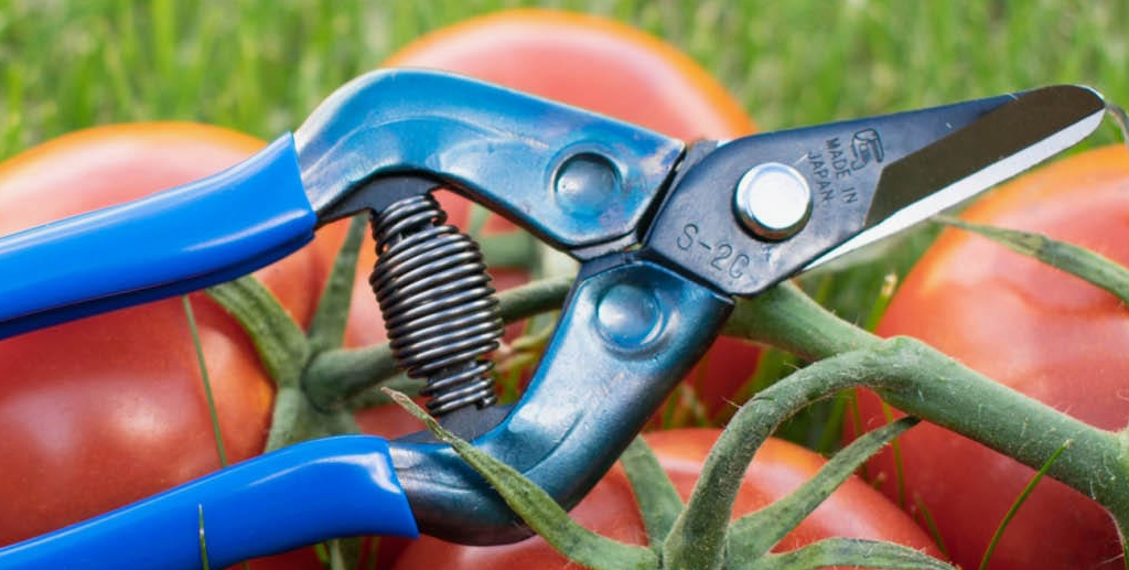 TIJERA DE RECOLECCIÓN CHIKAMASA E-6C HOJA DENTADA