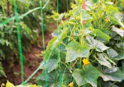 Malla para trepadoras 1,5x100 m – Polipropileno con protección UV